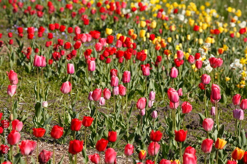 bunt blühendeTulpen,  (Tulipa), Blumenbeet, Deutschland © detailfoto