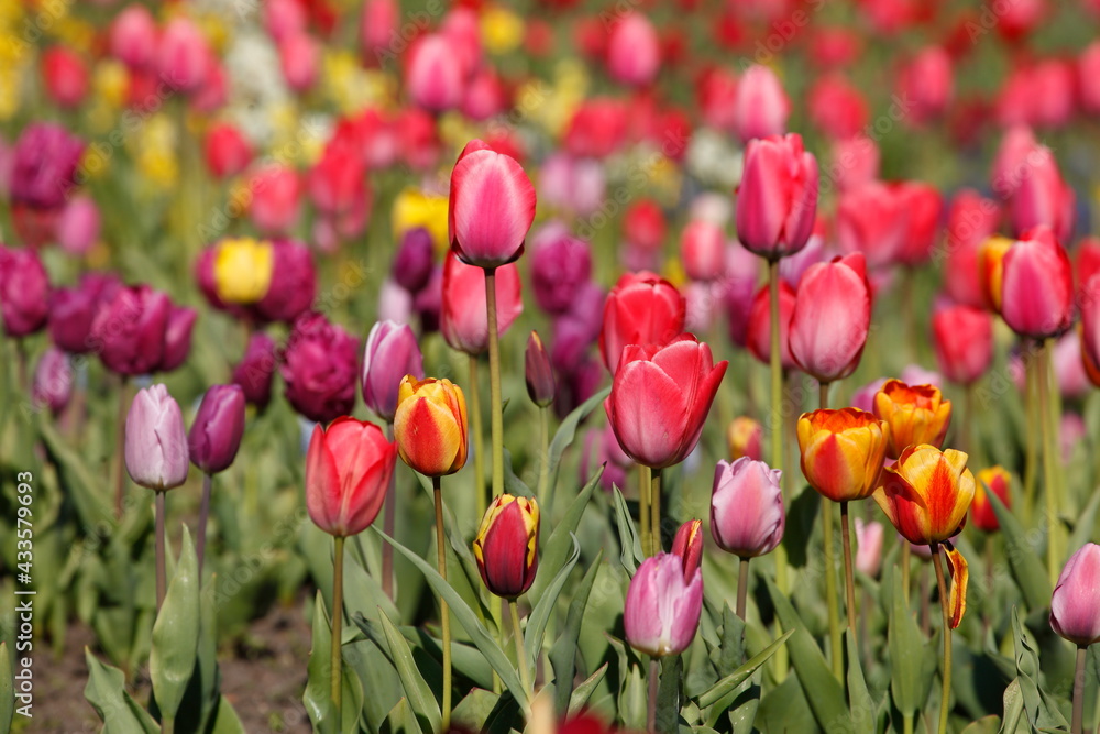 bunt blühendeTulpen, (Tulipa), Blumenbeet, Deutschland bunt blühendeTulpen, (Tulipa), Blumenbeet, Deutschland