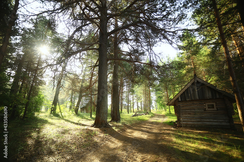 outdoor activities tourism, holiday house in a pine forest, summer landscape sunny day nature north © kichigin19