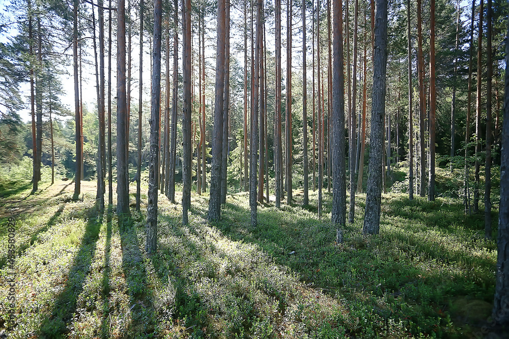 summer park landscape / seasonal view, green trees in summer, concept nature walk, ecology, eco summer park landscape / seasonal view, green trees in summer, concept nature walk, ecology, eco
