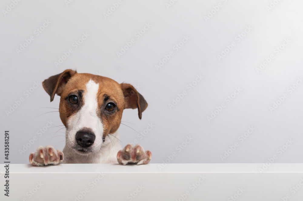 Gorgeous purebred Jack Russell Terrier dog peeking out from behind a banner on a white background. Copy space Gorgeous purebred Jack Russell Terrier dog peeking out from behind a banner on a white background. Copy space