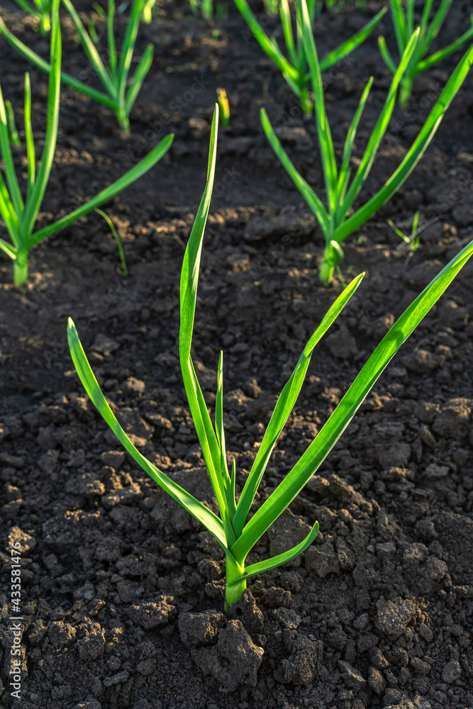 Young juicy garlic growing in the black earth. Young juicy garlic growing in the black earth.