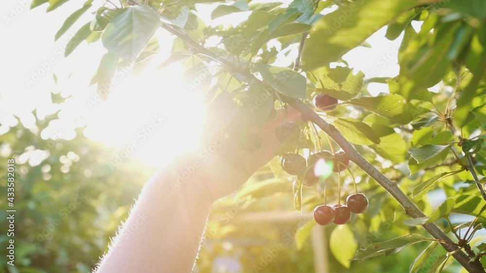 The farmer works in the garden on a hot day. Young woman harvests cherry. A family-owned organic growing business. Juicy cherries are ready to be harvested. The farmer works in the garden on a hot day. Young woman harvests cherry. A family-owned organic growing business. Juicy cherries are ready to be harvested.