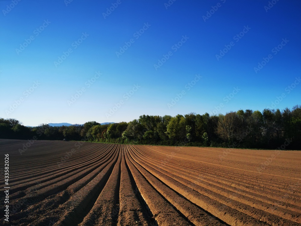 Akurates Ackerfeld mit blauem Himmel, Bauern Ernte Landwirtschaft 