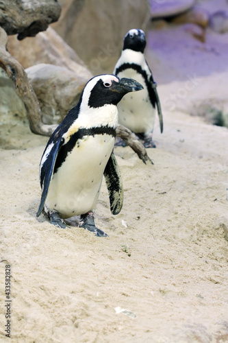 African penguin on the shore