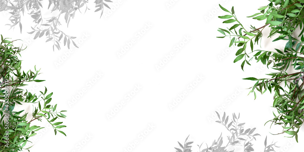 Layout of tropical pistachio leaves on a white background. Layout of tropical pistachio leaves on a white background.