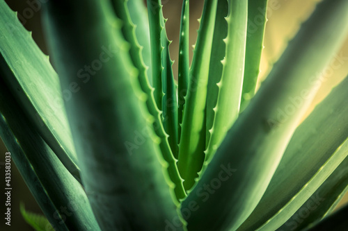 Aloe vera plant