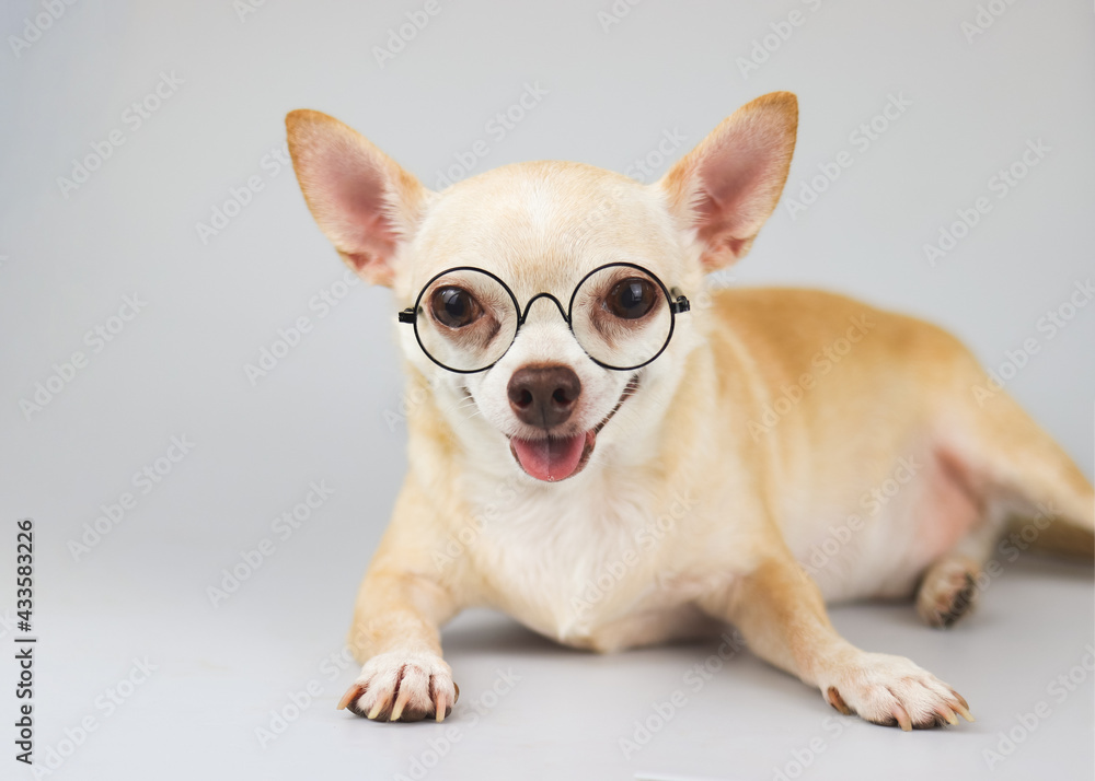 healthy  and clever Chihuahua dog wearing eye glasses, lying down on white background, smiling with tongue out and looking at camera. Copy space.
