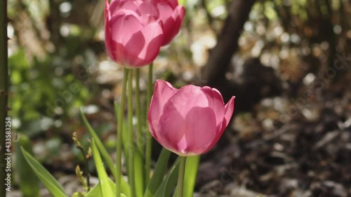 Wallpaper Mural A group of tulips dance in the fresh Easter breeze. Torontodigital.ca