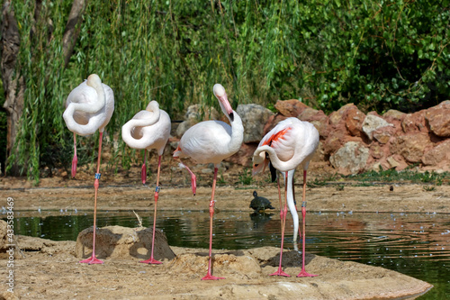 Pink flamingo