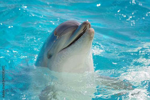 Canvas-taulu Beautiful dolphin swimming in the blue water