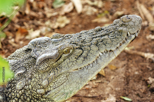 crocodile head