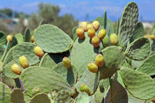 Green cactus