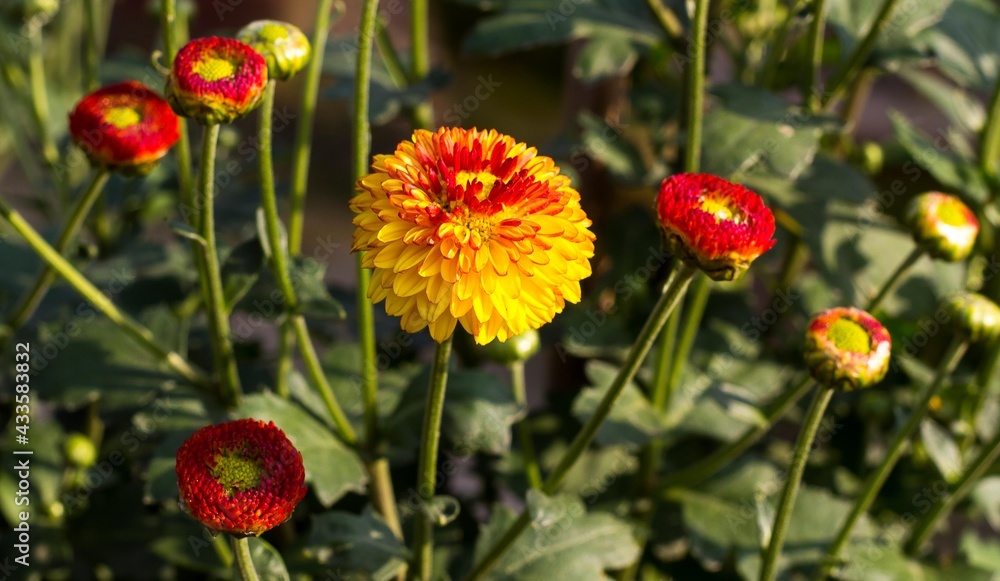 red and yellow marigold flower 