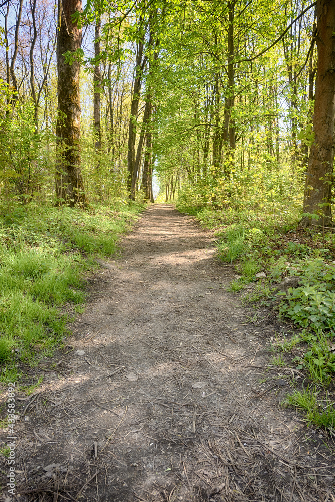 Fototapeta premium Lviv city spark in the early spring season