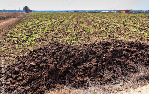 Pile of manure dumped in a field by a farmer to fertilize the farmland for the next harvest.