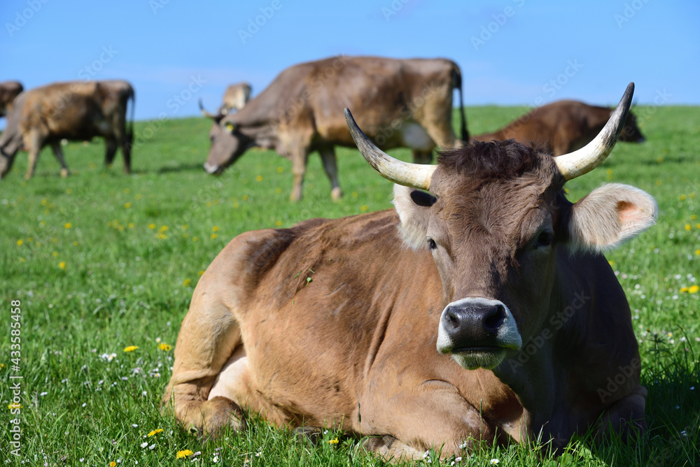 Brown dairy cows are in a pasture in southern Germany and lie or stand in the grass, in spring, against a blue sky