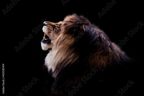 Portrait of a gorgeous Male Lion against black background © Hanna Aibetova