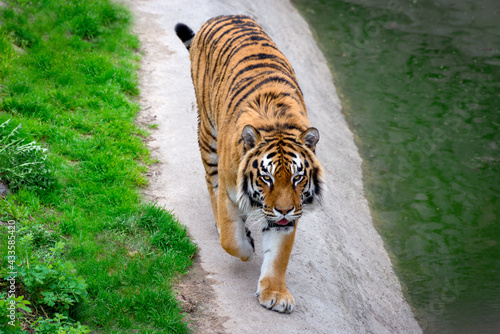 Big Tiger walking around. Symbol of 2022 Chinese new year