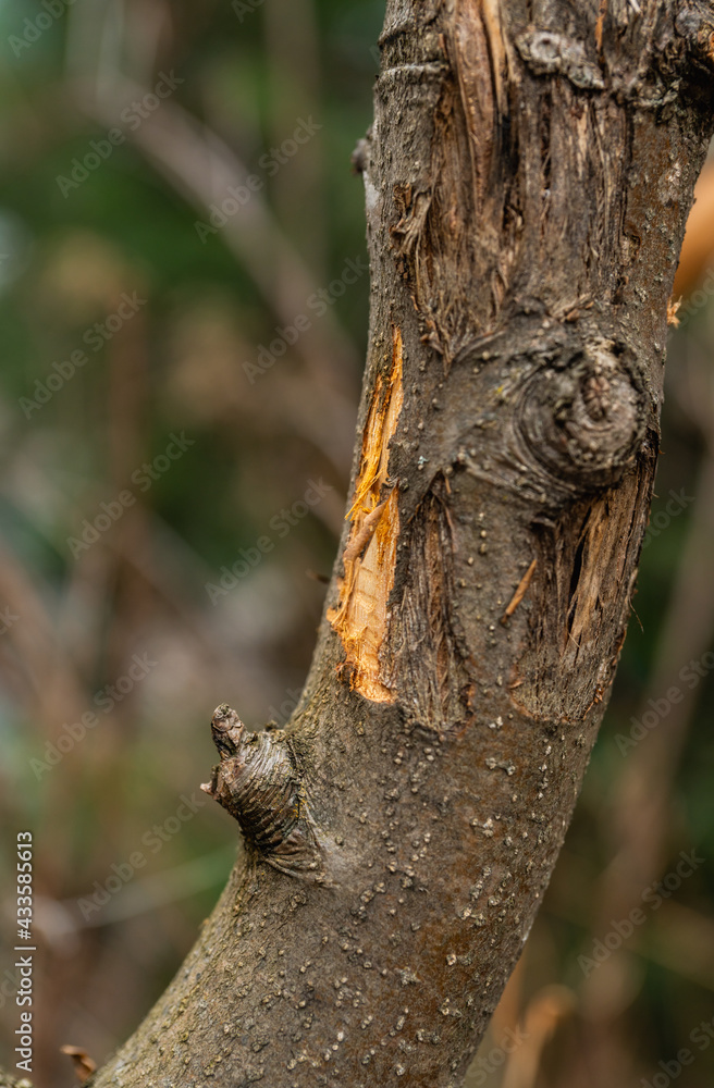 Apple tree after winter in the garden gnawed by wild hares. Selective focus. Apple tree after winter in the garden gnawed by wild hares. Selective focus.