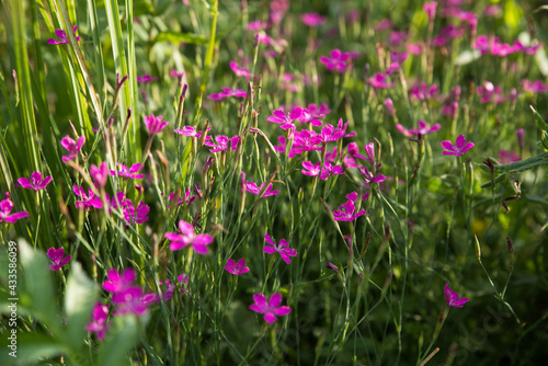 Field wild carnation