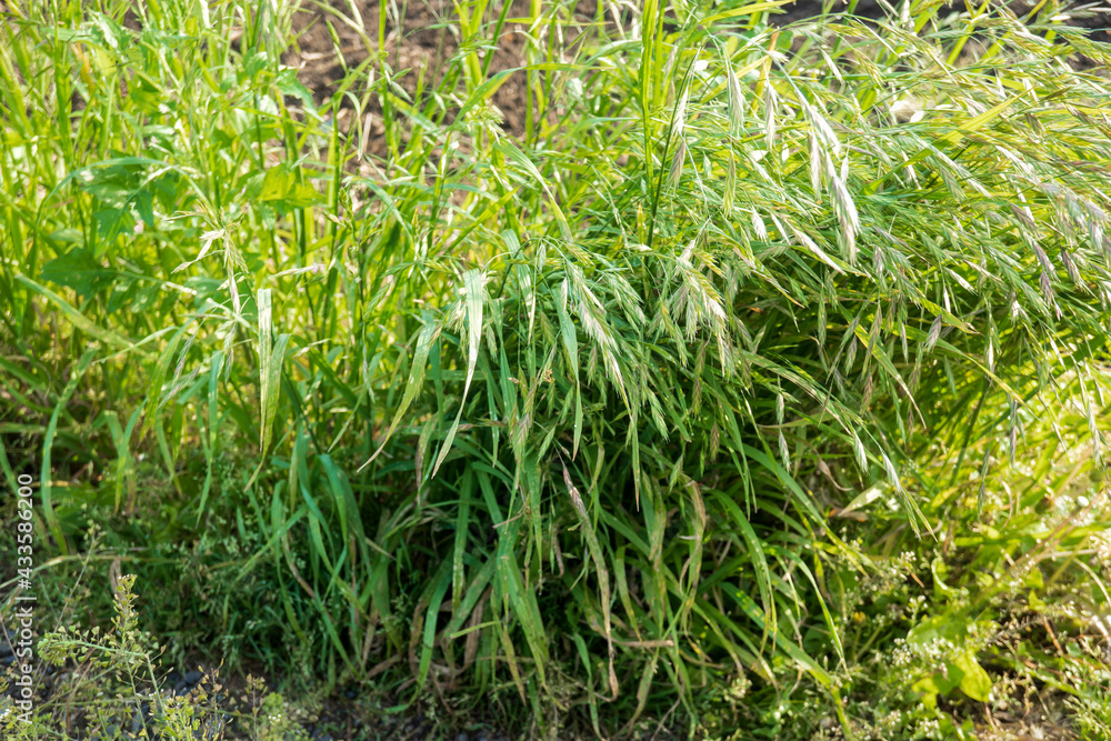 Obraz premium イヌムギの全体（イネ科・スズメノチャヒキ属）／Bromus catharticus