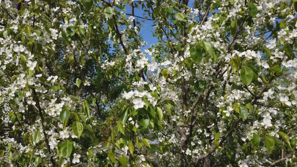 Close-up of flower blossoming time lapse. Branch with blooming flowers. Close-up of flower blossoming time lapse. Branch with blooming flowers.