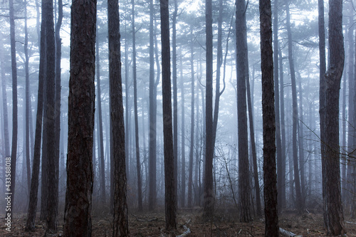 misty winter forest
