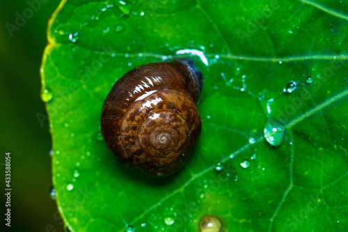Snail Macro