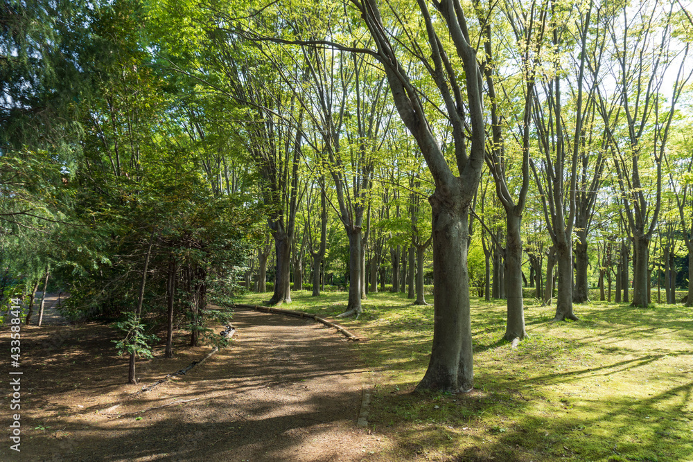 木漏れ日が差す新緑の林／智光山公園（埼玉県狭山市）