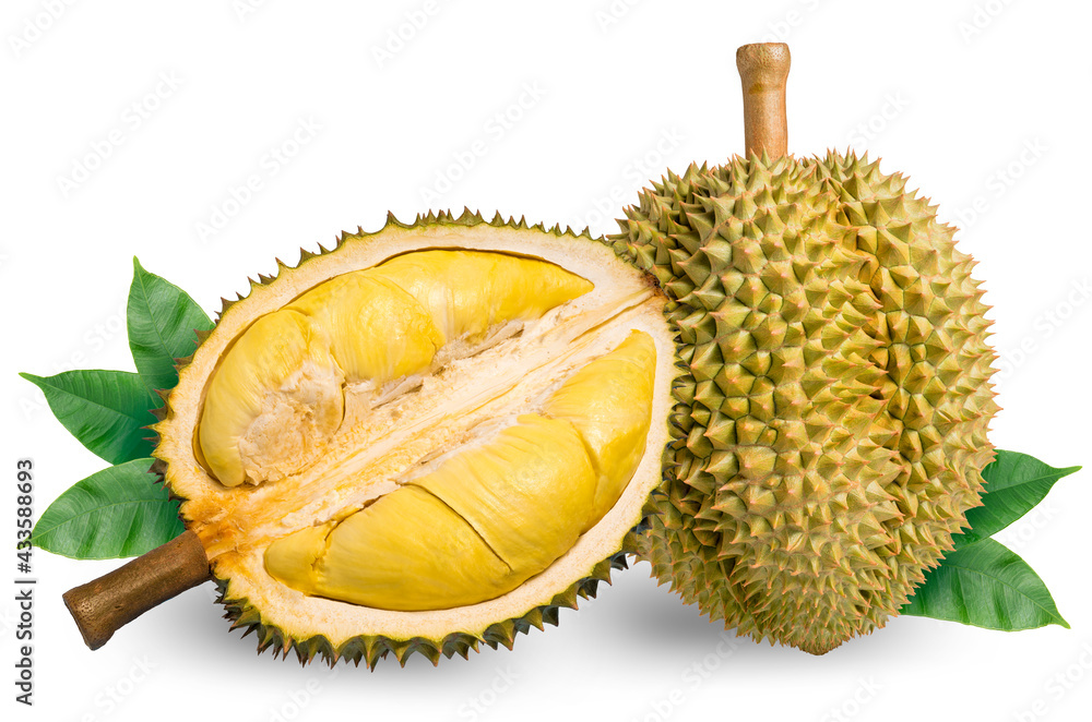 Fototapeta premium Fresh durian with leaf isolated on white background, Durian fruit isolated on white background With clipping path.