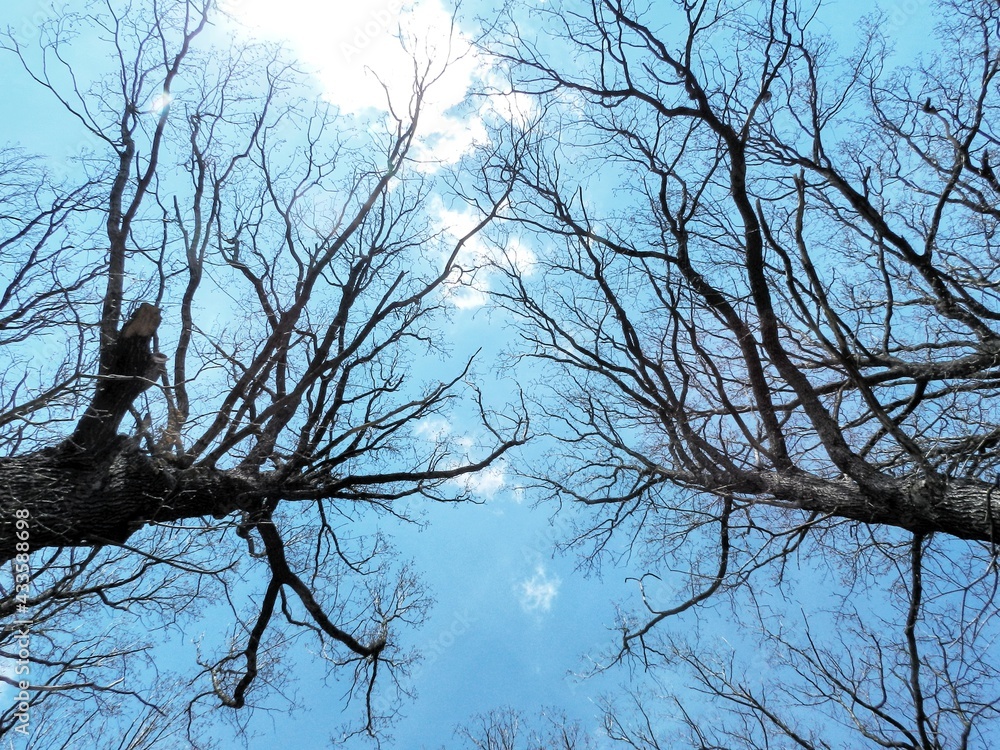 Obraz premium tree in the sky