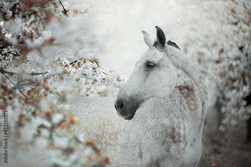 Canvastavla White horse portrait in spring white blossom tree