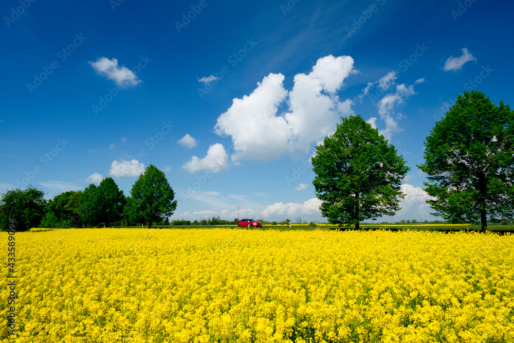 Obraz premium 153D31