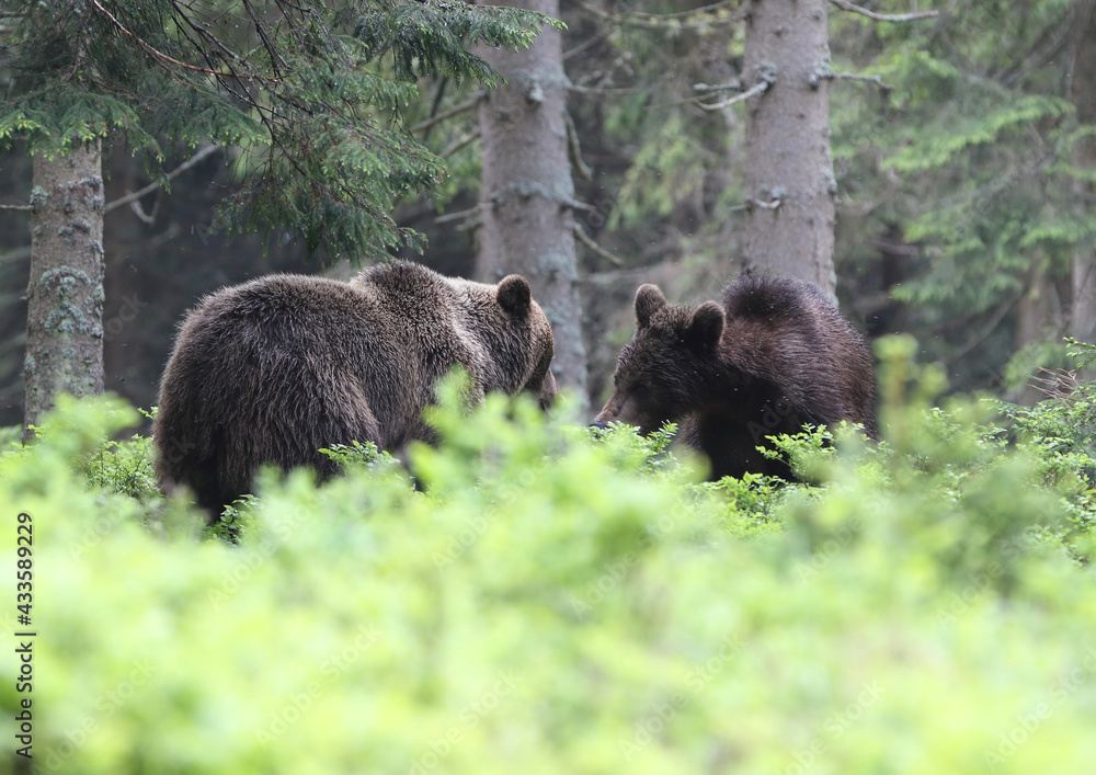 Family brown bear (ursus arctos) in the dark old spruce forest Family brown bear (ursus arctos) in the dark old spruce forest