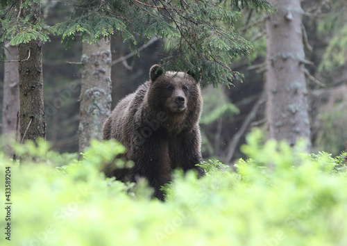  Brown bear (ursus arctos) in the dark old spruce forest