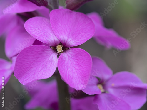 Foto Bowles Mauve perennial wallflower closeup macro detail.