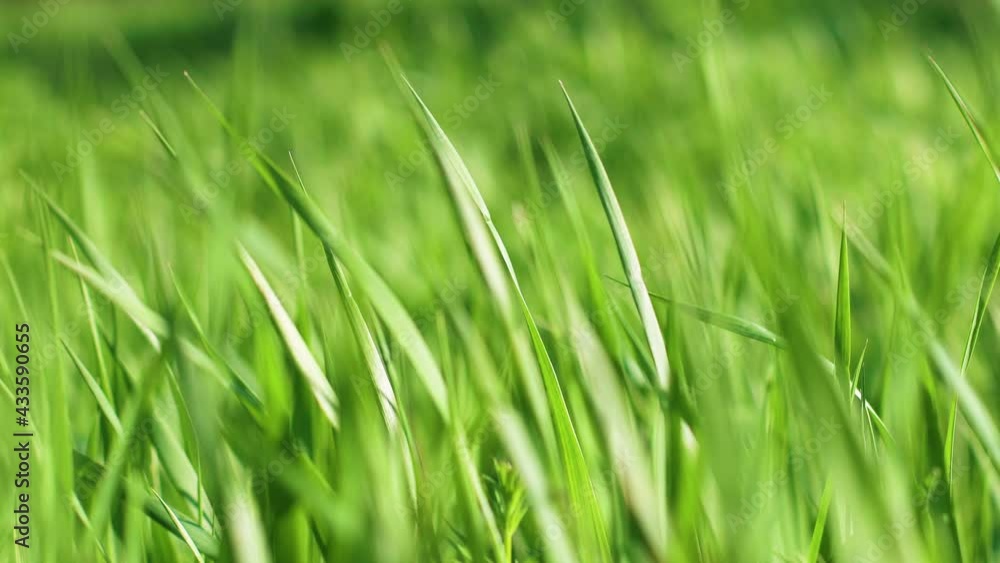 4k. Spring juicy green grass swaying in the wind. Long lush grass blowing in wind. Screensaver, banner, free space for text. Springtime. 4k. Spring juicy green grass swaying in the wind. Long lush grass blowing in wind. Screensaver, banner, free space for text. Springtime.
