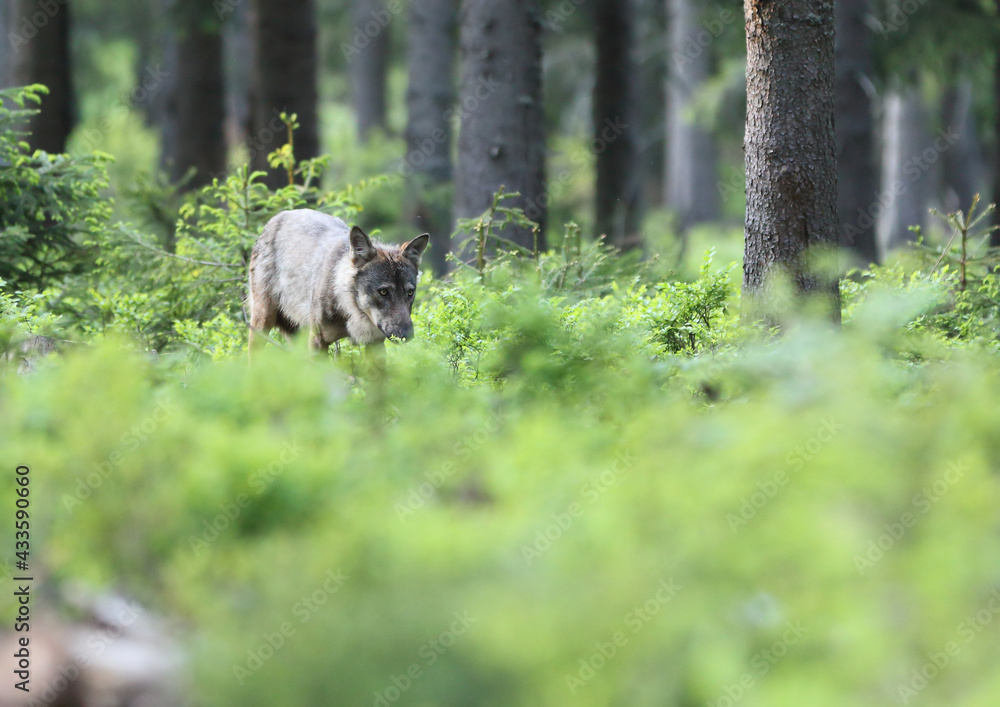 European grey wolf in Carpatian forest Canis lupus European grey wolf in Carpatian forest Canis lupus