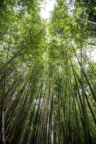 bamboo reeds seen from below