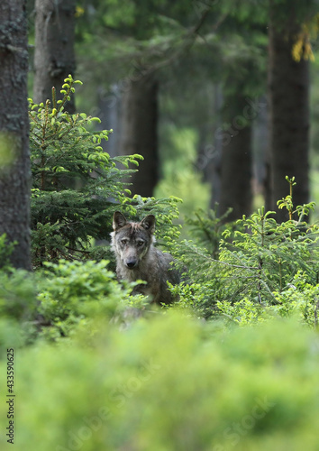 European grey wolf in Carpatian forest Canis lupus