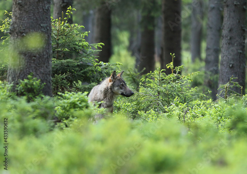 European grey wolf in Carpatian forest Canis lupus