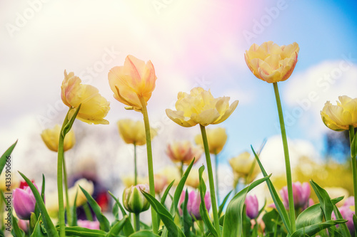 Yellow and pink tulips blooming in the garden against the sky. Spring nature background