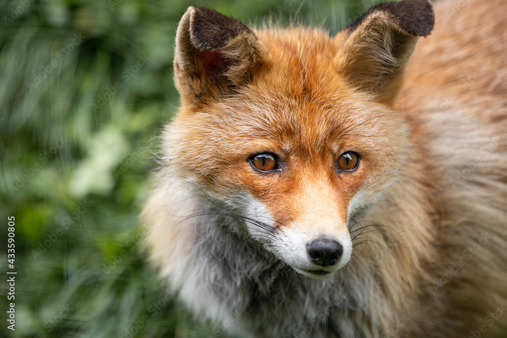 Fototapeta premium red fox in the Pyrenees