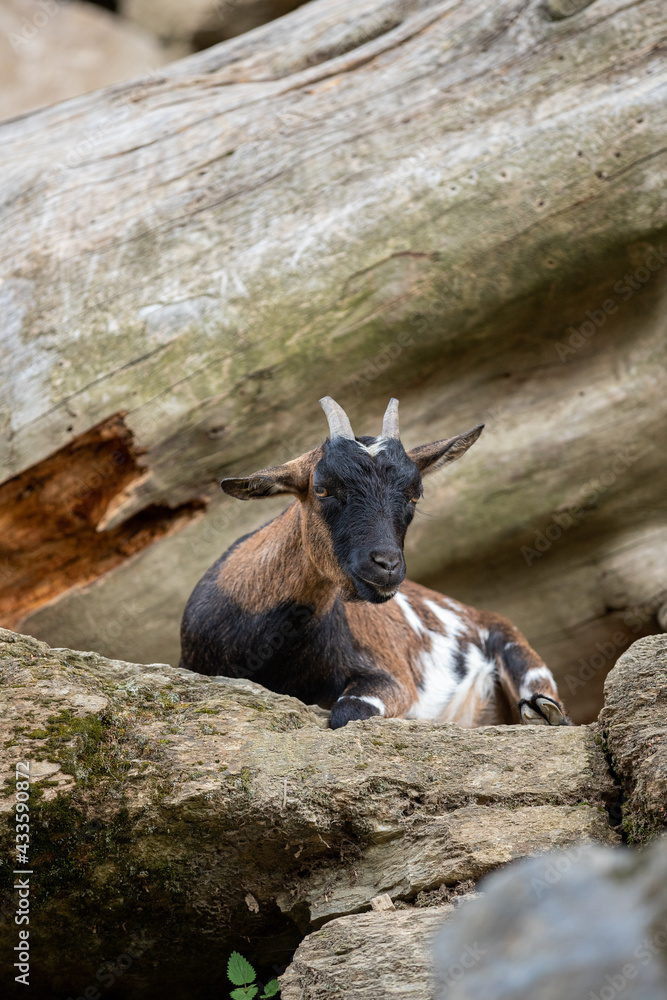 wild goat on a rock in the catalan pyrenees wild goat on a rock in the catalan pyrenees