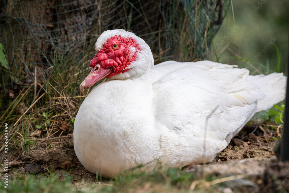 Fototapeta premium white duck with red face in a park