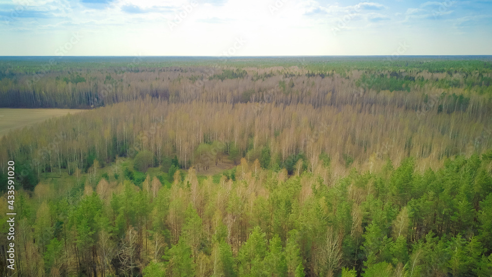 Aerial view from a drone of a forest of birches and pines in spring on a sunny day