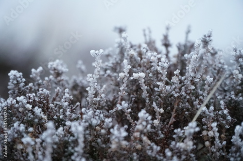 snow covered branches