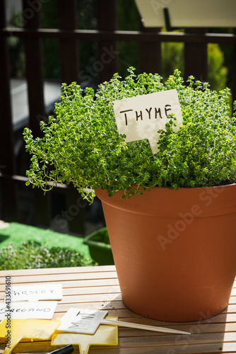 Bio Thyme Herb in Pot Grow at Balcony in Urban Garden. Home Grown Fresh Eco Produce photo