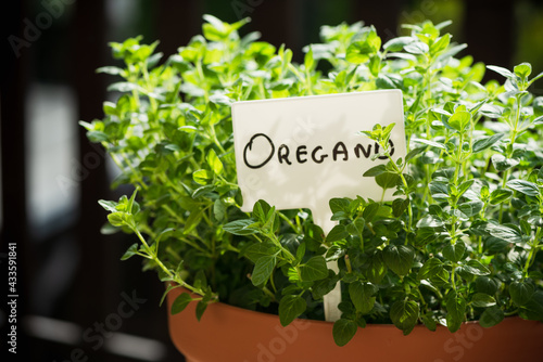 Pot with Fresh Oregano Herb Growing and Label. Home Gardening on Balcony, Eco Produce at Ubran Patio